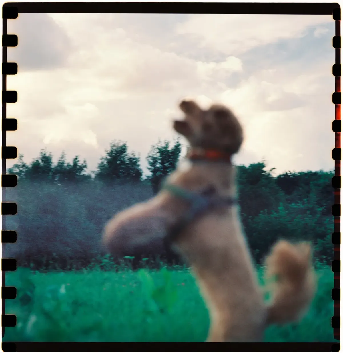 Wonderdog