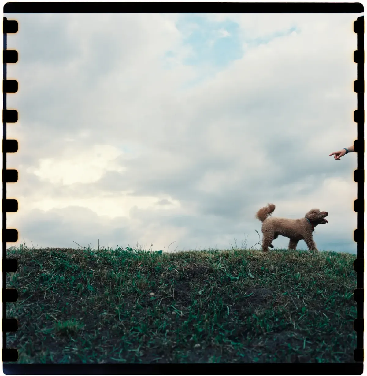 wonderdog, кадр 4