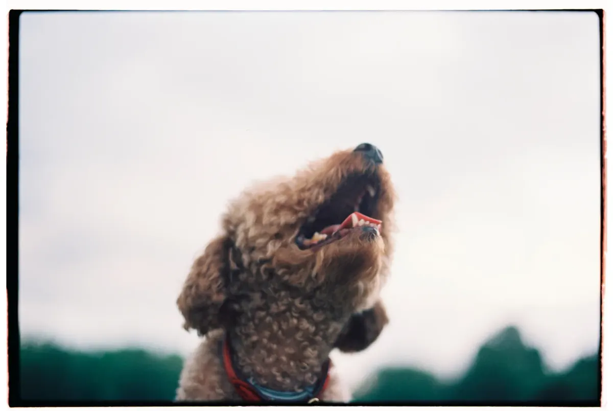 wonderdog, кадр 13