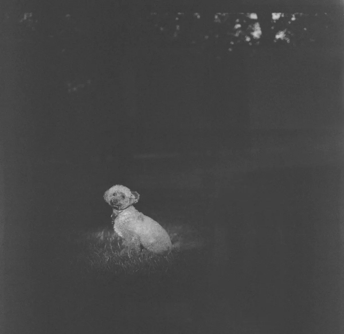 wonderdog, кадр 14